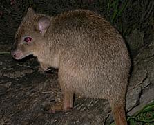 Brush-tailed-Bettong-223