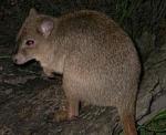 marsupial