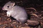 bettong_1